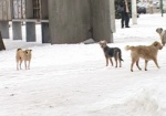 Стерилизовать бездомных животных в Харькове будет австрийская благотворительная организация