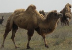 «Верблюды живые калмыцкой породы 2011 года, 4 головы». Таможенники задержали необычный товар