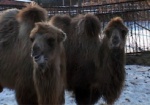 Харьковская таможня задержала верблюдов-нелегалов. До решения суда животные живут в зоопарке