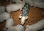Харьковских свиней собираются выращивать россияне