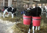 Харьковские ученые хотят вывести собственную породу молочных коров