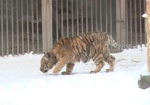 В зоопарке уже можно посмотреть на котят амурского тигра