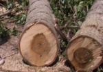 В Первомайском районе незаконно снесли деревья