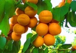 Из-за морозов в Украине погибла большая часть урожая абрикосов и черешни