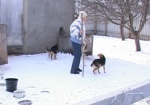 Соседские войны. Жительница Харьковщины подозревает соседа в отстреле ее собак