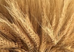 ООН прогнозирует рекордный урожай пшеницы