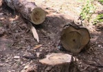 Житель Зачепиловки незаконно вырубил больше двухсот деревьев