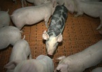 Харьковщину решили активнее защищать от африканской чумы свиней