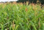 Погибшие озимые в области решили компенсировать кукурузой