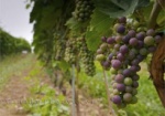За 20 лет в Украине стало в пять раз меньше виноградников