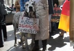 Харьковчане возмущены массовым уничтожением бездомных животных