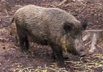 Диких кабанов будут подкармливать, чтоб избежать африканской чумы свиней