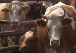 Крестьянам выделят дотацию на содержание крупного рогатого скота