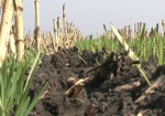 Гидрометцентр: Урожай озимых в этом году будет на 10 миллионов тонн меньше, чем в прошлом