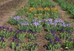 Цветущие тюльпаны, флоксы и сирень. В ботаническом саду – цветочный бум
