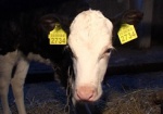 Дотации на коров начнут выплачивать с 1 июня