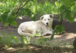 К концу мая в Харькове планируют открыть приют для бездомных животных