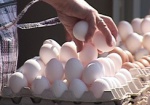 В «Харьковптицепроме» заявляют о спекуляции на рынке куриных яиц