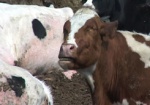 В этом году на Харьковщине хотят увеличить поголовье коров