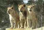 Харьковчан приглашают посмотреть на львов в «естественных условиях»