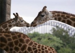 В Харьковском зоопарке появится Дом жирафов