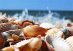 Категории комфортности пляжей Крыма будут обозначать ракушками