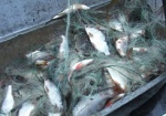 Браконьеры выловили рыбы почти на 19 тысяч гривен
