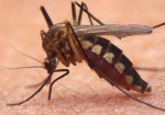 От жары звереют насекомые. Чем опасны укусы комара и как не стать жертвой маленького вредителя?