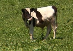 На дотации владельцам коров направили более миллиона гривен