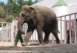 В харьковском зоопарке отметят День слонов
