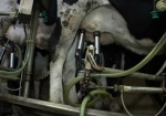Харьковские коровы стали давать больше молока