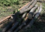 Прокуратура возбудила уголовное дело по факту вырубки деревьев в парке Горького