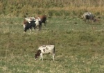 Азаров негодует: Селяне не в курсе, что им положена госпомощь на содержание крупного рогатого скота