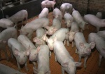 К концу года на «Слобожанском» обещают восстановить численность свиней до 50 тысяч