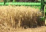 Аграрии: Урожай зерновых может сократиться до 40 миллионов тонн