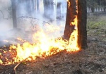 В Харьковском районе горел лес