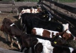 Власть похвасталась ростом поголовья коров
