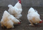 Из-за угрозы гриппа в Украину запретили ввозить птицу из Китая