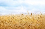 Гидрометцентр: Дожди пшенице уже не помогут