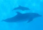 В Харькове появился дельфиненок