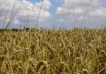 Президент поздравил Харьковщину с намолотом первого миллиона тонн зерна