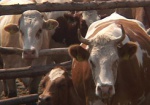 В Харьковской области увеличилось поголовье крупного рогатого скота