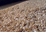 Аналитики: В Украине подорожала пшеница