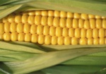 В Украине стали сеять больше кукурузы