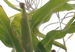 В Минагрополитики ожидают хорошего урожая кукурузы и сои