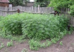Житель Сахновщинского района устроил плантацию конопли у себя во дворе