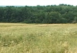 Чугуевский, Харьковский и Барвенковский районы – лидеры по сбору урожая ранних зерновых
