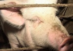 На Харьковщине снова ужесточают санитарные нормы из-за африканской чумы свиней