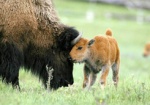 В Харьковском зоопарке родился бизон