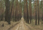 Из-за жары украинские леса закрыли для посещения